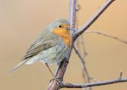 Rotkehlchen -  European Robin  (Erithacus rubecula)